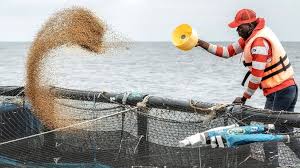 Fish Farm - Aquaculture Feeding