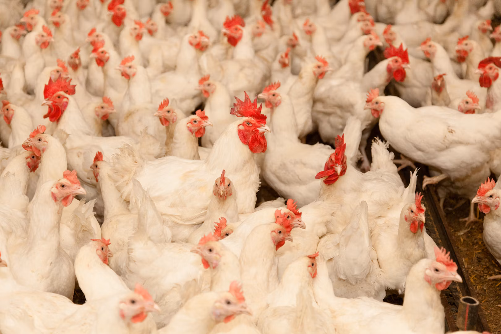 Poultry Solutions